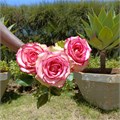 Роза-Rosa-Glow-52cm-PA Sample 25bd81fd-beab-11ef-0a80-0f7300068a69