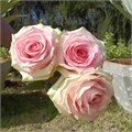 Роза-Rosa-Esperance-52cm-PA Sample 25bf330a-beab-11ef-0a80-0f7300068a6f