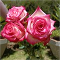 Роза-Rosa-Navara-52cm-PA Sample 25c0df17-beab-11ef-0a80-0f7300068a75