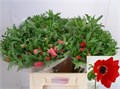 Анемон-Anemone-Co Carmel Scarl-40cm 039ec881-5376-11ed-0a80-0b7900380a29