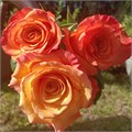 Роза-Rosa-Confidential-52cm-PA Sample 25c2a08e-beab-11ef-0a80-0f7300068a7b
