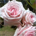 Роза-Rosa-Pink Ohara-52cm-PA Sample 25c6459e-beab-11ef-0a80-0f7300068a8f