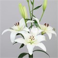 Лилия-Lilium-La Obvio-95cm 25ca516b-1972-11ee-0a80-0b1a007760f5