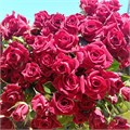 Роза куст-Rosa sp-Pushkin-52cm-PA Sample 25cc6ff4-beab-11ef-0a80-0f7300068ab1