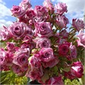 Роза куст-Rosa sp-Ocean Micado-52cm-PA Sample 25cfe75b-beab-11ef-0a80-0f7300068abd