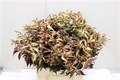 Леукотое-Leucothoe-Walteri Rainbow 03a46e94-a783-11ed-0a80-0c7100074b76