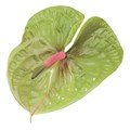 Антуриум-Anthurium-Pistache 25d05f14-37b0-11f0-0a80-1a880007dc59