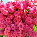 Роза куст-Rosa sp-Lianne-52cm-PA Sample 25d3843a-beab-11ef-0a80-0f7300068ac9