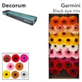 Гербера-Gerbera-Mi Mix Black Eye-50cm 25d40601-50ec-11ef-0a80-098600659bc3