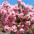 Роза куст-Rosa sp-Odelia-52cm-PA Sample 25d64420-beab-11ef-0a80-0f7300068ad0
