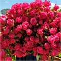 Роза куст-Rosa sp-Lovely Lydia-52cm-PA Sample 25d80b16-beab-11ef-0a80-0f7300068ad7