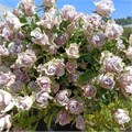 Роза куст-Rosa sp-Silver Shadow-52cm-PA Sample 25d9d71f-beab-11ef-0a80-0f7300068add