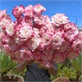 Роза куст-Rosa sp-Reflex-52cm-PA Sample 25dd4ceb-beab-11ef-0a80-0f7300068aeb