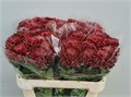 Хризантема одн-Chrysant Gr-Bigoudi Red-75cm-90gr 25dd7bac-50ec-11ef-0a80-098600659bc6
