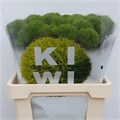 Гвоздика ст-Dianthus st-Barb Kiwi Mellow--60cm 03a6fe2e-bfa4-11ec-0a80-0b4c00068d2a