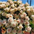 Роза куст-Rosa sp-Royal Porcellina-52cm-PA Sample 25defda9-beab-11ef-0a80-0f7300068af1