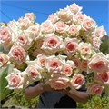 Роза куст-Rosa sp-Sweet Sarah-52cm-PA Sample 25e335df-beab-11ef-0a80-0f7300068afd