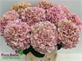Гортензия-Hydrangea-M My Vienna Cl--80cm 25e51102-3f66-11ee-0a80-13e20022d0ff