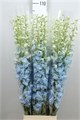 Дельфиниум-Delphinium-Du Dewi Boy--65cm 25e7d292-20b9-11ee-0a80-004c0011843e
