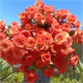 Роза куст-Rosa sp-Orange Babe-52cm-PA Sample 25e82929-beab-11ef-0a80-0f7300068b0f
