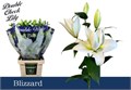 Лилия-Lilium-Or Double Blizzard-90cm 25ee9fc1-1972-11ee-0a80-0b1a007760f8