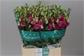 Лизиантус G-Lisianthus G-Rosi Rose Pink-70cm 25f0a16d-50ec-11ef-0a80-098600659bcc