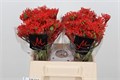 Ятрофа-Jatropha-P Firecrack-40cm 25f30325-bfa5-11ec-0a80-0b4c0007a2b0