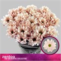 Хризантема куст-Chrysant Tr-Babe Peach-70cm-90gr 25fcef56-1972-11ee-0a80-0b1a007760fe