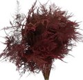Аспарагус-Asparagus-Extra Veren burgundy 65-GW 26276e88-ed5a-11f0-0a80-1a2200a0548b