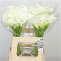 Калла-Zantedechia-White Art--60cm 2634623e-a13e-11f0-0a80-10300031cbb8
