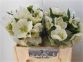 Хеллеборус-Helleborus-Or Queens White-50cm 26381bdf-5905-11f0-0a80-1ac900121db1