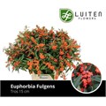 Эуфорбия-Euphorbia-F T Queen Orang-80cm 264f5937-bfa5-11ec-0a80-0b4c0007a320