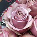 Роза-Rosa-Silver Plate-60cm-Uu 266a9ad0-606d-11ef-0a80-076d000dbee3