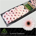 Гербера-Gerbera-Mi Kokomo Doos-45cm 002855b9-7f55-11f0-0a80-16d3001bd018