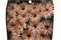 Гербера-Gerbera-Gr Spider Cream Spring Diamond-50cm 268fc317-bfa4-11ec-0a80-0b4c0006acfa