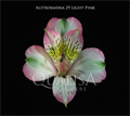 Альстромерия-Alstroemeria-Light Pink-70cm-QA 26a9baf4-316d-11ee-0a80-091d00160b3f