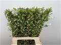 Экзохорда-Exochorda-Mag Springtime-80cm 26aefd06-bfa5-11ec-0a80-0b4c0007a39d
