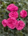 Роза куст-Rosa sp-Pink Piano--60cm-CN 26bf051e-928b-11ee-0a80-0fee003d2c7f