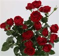 Роза куст-Rosa sp-Ruby Gem-50cm-RS 26c3c052-6480-11ee-0a80-10eb002d4bd2