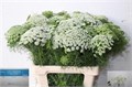 Амми-Ammi-Vi Casablanca-80cm 26cf0428-676a-11ef-0a80-04d0004a9787