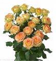 Роза куст-Rosa sp-Sweet Kelly-50cm-Ge 26d3536b-c970-11ed-0a80-0bc5000f2f56