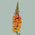 Антирринум-Antirrhinum-Orange Ex-75cm 26d37dc1-676a-11ef-0a80-04d0004a978a