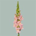 Антирринум-Antirrhinum-Pink Ex-75cm 26d8083f-676a-11ef-0a80-04d0004a978d