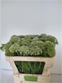 Амми-Ammi-Vis Casablanca-65cm 26dacabe-4a67-11ee-0a80-0dcd00370ab5