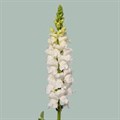 Антирринум-Antirrhinum-White Ex-75cm 26de1371-676a-11ef-0a80-04d0004a9790