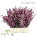 Эрика-Erica-Deliciosa-50cm 26e190db-bfa5-11ec-0a80-0b4c0007a3d9