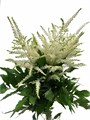Астильба-Astilba-Whasingthon White-50cm 26e81328-4a67-11ee-0a80-0dcd00370ab8