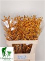 Илекс-IlexVe Gold Verboom-80cm 03c6eea9-5376-11ed-0a80-0b7900380a2c