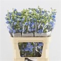 Дельфиниум-Delphinium-El Centurion Skyblue-80cm 26fdf54b-676a-11ef-0a80-04d0004a97cd
