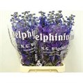Дельфиниум-Delphinium-El Christel-80cm 27021769-676a-11ef-0a80-04d0004a97db